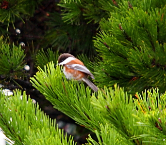 [The bird has a dark brown top half of its head with a white lower half. The body is a chestnut color on the bakd and part of the belly. Its wings and tail are grey and stick out from the chestnut parts. It is perched in a short-leaf evergreen.]